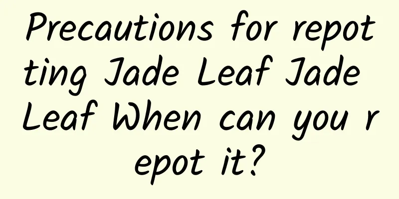 Precautions for repotting Jade Leaf Jade Leaf When can you repot it?