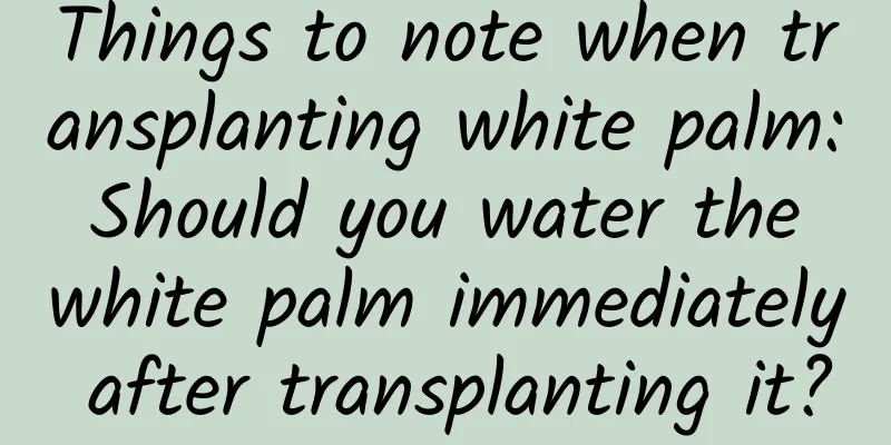 Things to note when transplanting white palm: Should you water the white palm immediately after transplanting it?