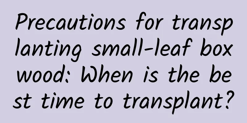 Precautions for transplanting small-leaf boxwood: When is the best time to transplant?