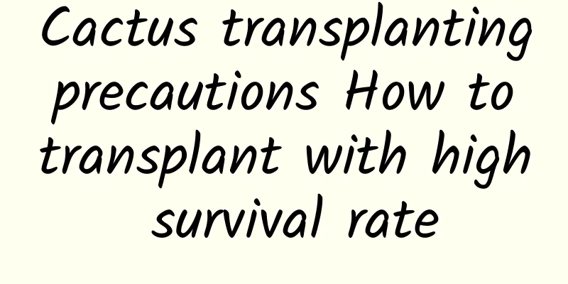 Cactus transplanting precautions How to transplant with high survival rate