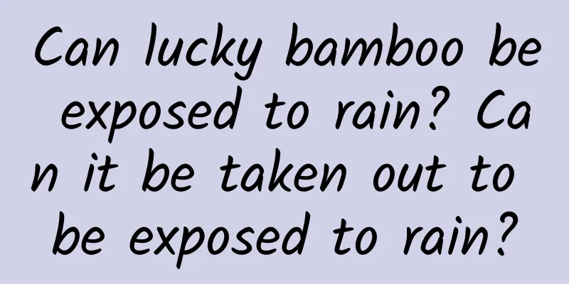 Can lucky bamboo be exposed to rain? Can it be taken out to be exposed to rain?
