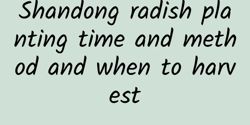 Shandong radish planting time and method and when to harvest