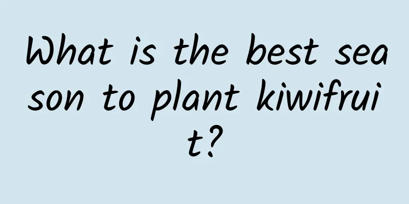 What is the best season to plant kiwifruit?
