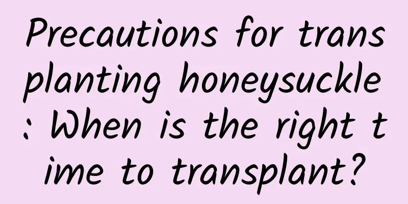 Precautions for transplanting honeysuckle: When is the right time to transplant?