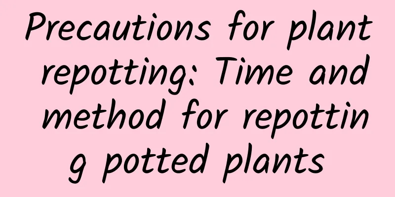 Precautions for plant repotting: Time and method for repotting potted plants