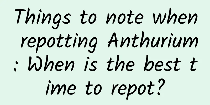 Things to note when repotting Anthurium: When is the best time to repot?