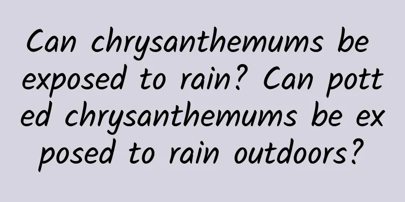 Can chrysanthemums be exposed to rain? Can potted chrysanthemums be exposed to rain outdoors?