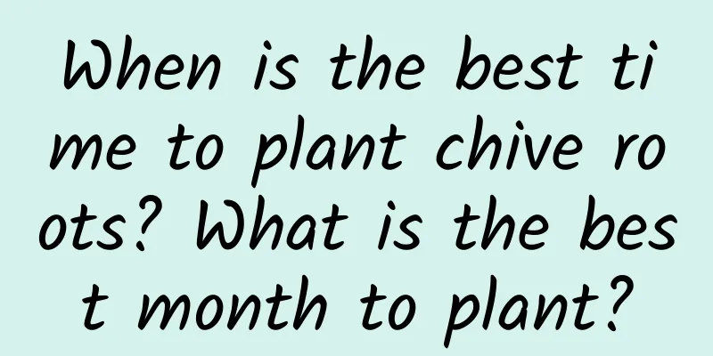 When is the best time to plant chive roots? What is the best month to plant?