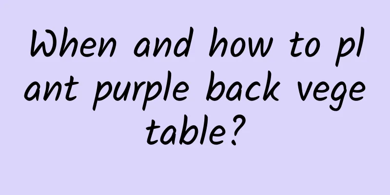When and how to plant purple back vegetable?