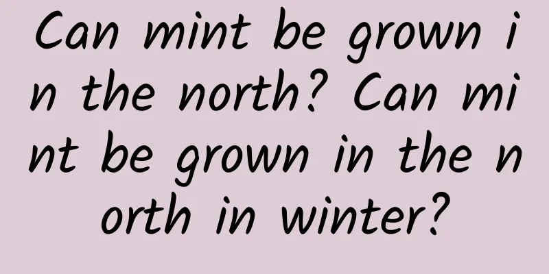Can mint be grown in the north? Can mint be grown in the north in winter?