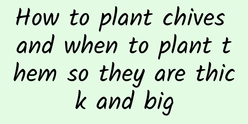 How to plant chives and when to plant them so they are thick and big