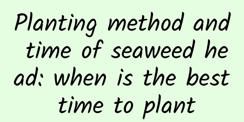Planting method and time of seaweed head: when is the best time to plant