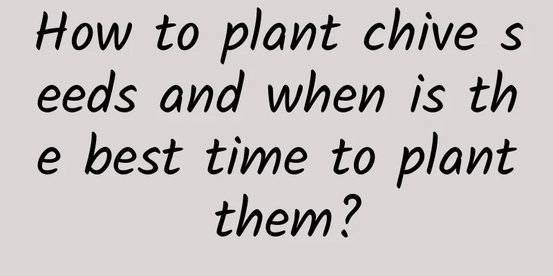 How to plant chive seeds and when is the best time to plant them?