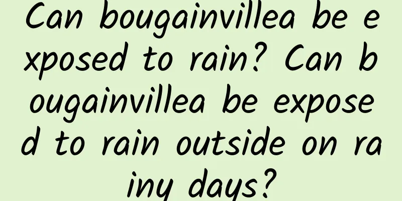 Can bougainvillea be exposed to rain? Can bougainvillea be exposed to rain outside on rainy days?