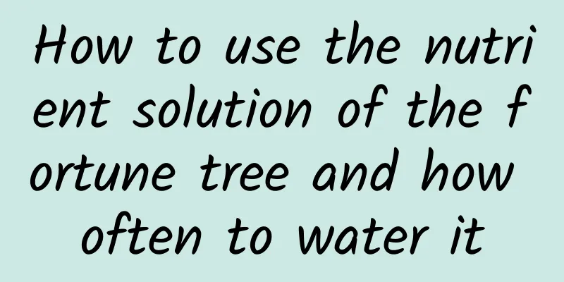 How to use the nutrient solution of the fortune tree and how often to water it