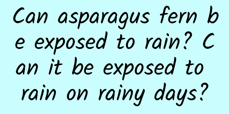 Can asparagus fern be exposed to rain? Can it be exposed to rain on rainy days?
