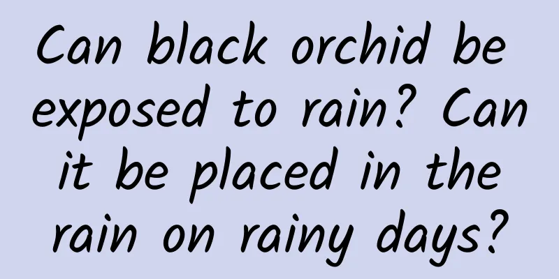 Can black orchid be exposed to rain? Can it be placed in the rain on rainy days?