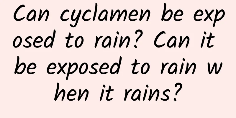 Can cyclamen be exposed to rain? Can it be exposed to rain when it rains?