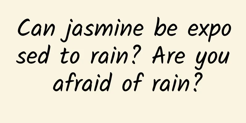 Can jasmine be exposed to rain? Are you afraid of rain?