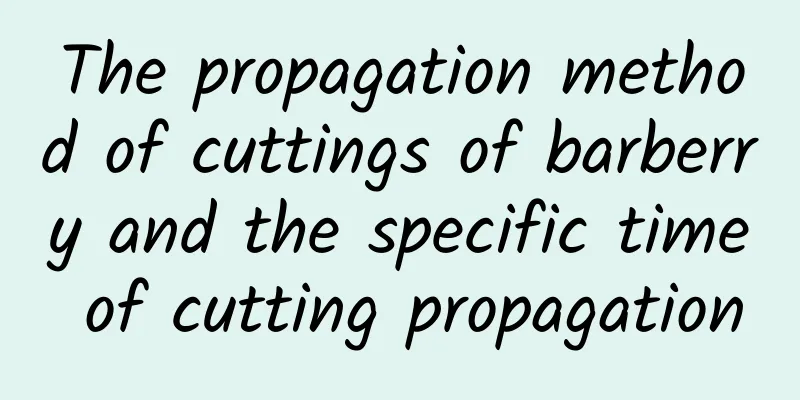 The propagation method of cuttings of barberry and the specific time of cutting propagation