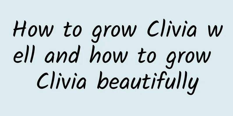 How to grow Clivia well and how to grow Clivia beautifully