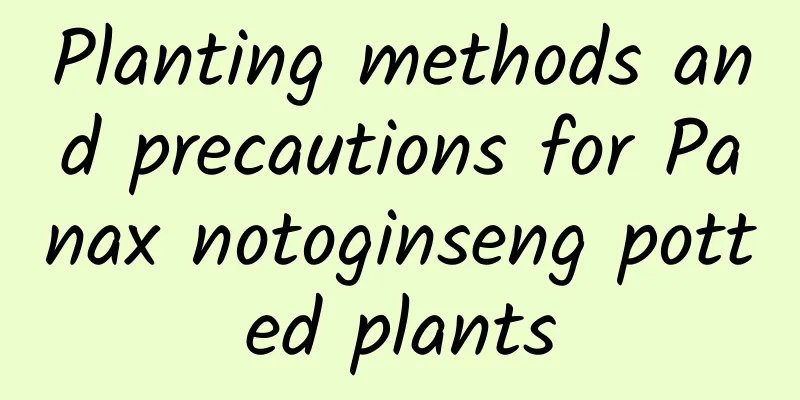 Planting methods and precautions for Panax notoginseng potted plants