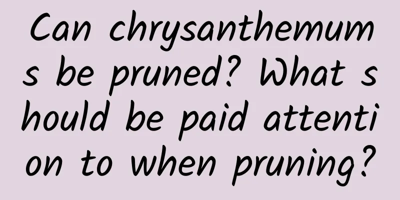 Can chrysanthemums be pruned? What should be paid attention to when pruning?