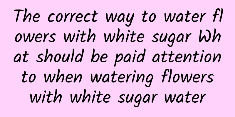 The correct way to water flowers with white sugar What should be paid attention to when watering flowers with white sugar water