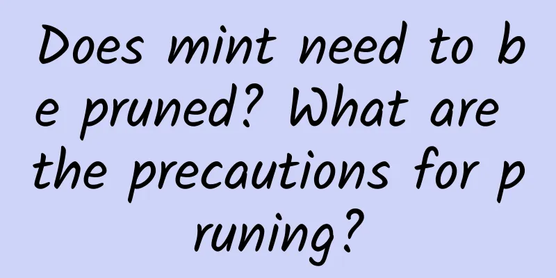 Does mint need to be pruned? What are the precautions for pruning?