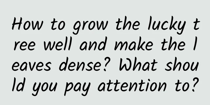 How to grow the lucky tree well and make the leaves dense? What should you pay attention to?