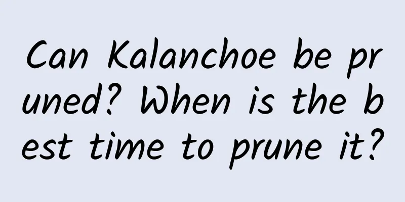 Can Kalanchoe be pruned? When is the best time to prune it?