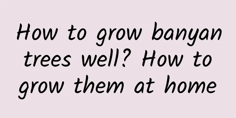 How to grow banyan trees well? How to grow them at home