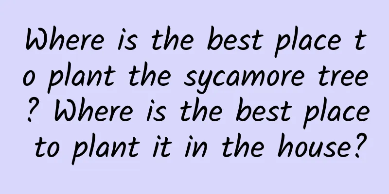 Where is the best place to plant the sycamore tree? Where is the best place to plant it in the house?