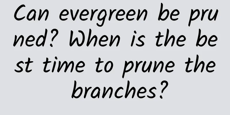 Can evergreen be pruned? When is the best time to prune the branches?