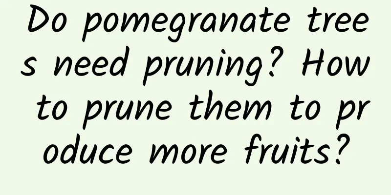 Do pomegranate trees need pruning? How to prune them to produce more fruits?