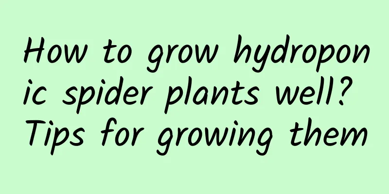 How to grow hydroponic spider plants well? Tips for growing them
