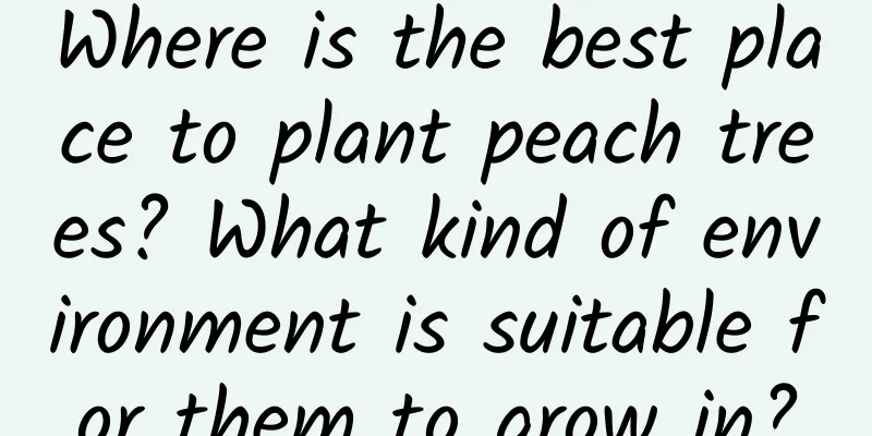 Where is the best place to plant peach trees? What kind of environment is suitable for them to grow in?