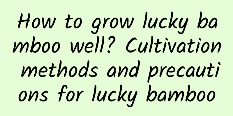 How to grow lucky bamboo well? Cultivation methods and precautions for lucky bamboo