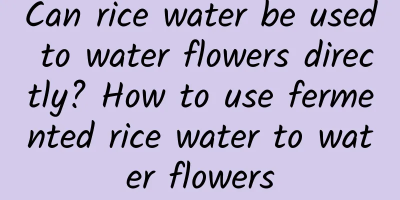 Can rice water be used to water flowers directly? How to use fermented rice water to water flowers