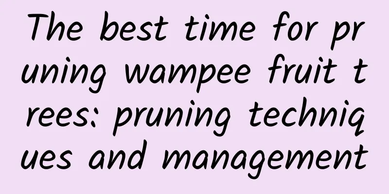 The best time for pruning wampee fruit trees: pruning techniques and management