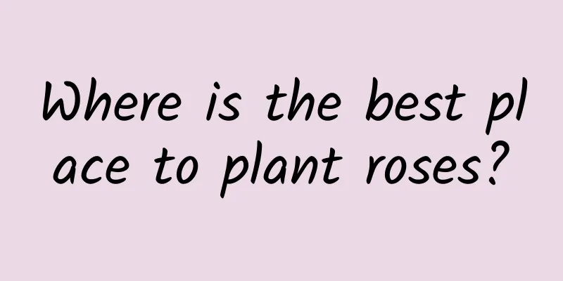 Where is the best place to plant roses?