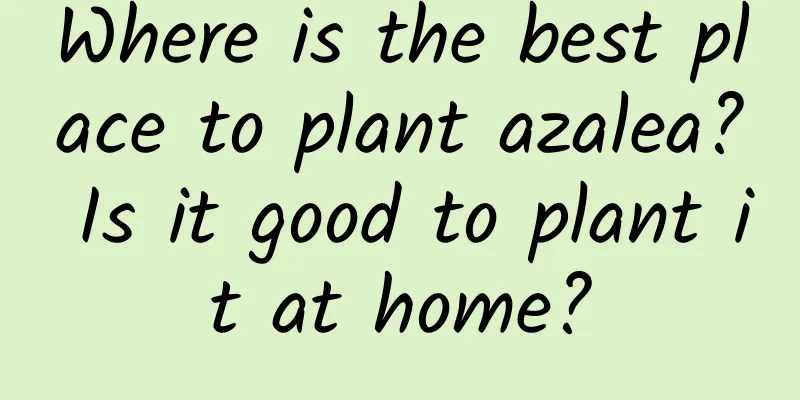 Where is the best place to plant azalea? Is it good to plant it at home?