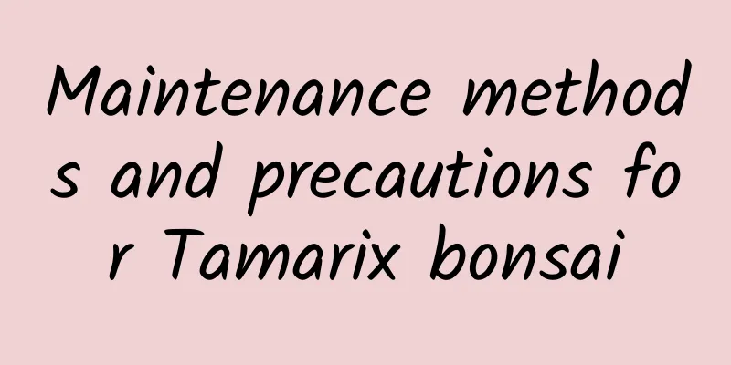 Maintenance methods and precautions for Tamarix bonsai