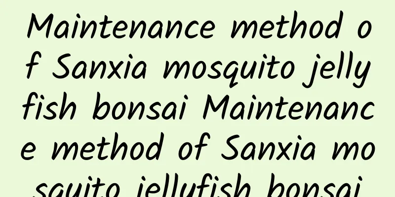 Maintenance method of Sanxia mosquito jellyfish bonsai Maintenance method of Sanxia mosquito jellyfish bonsai