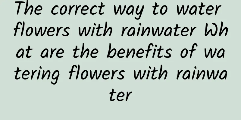 The correct way to water flowers with rainwater What are the benefits of watering flowers with rainwater