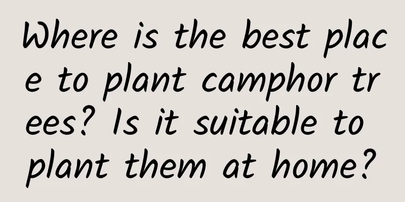 Where is the best place to plant camphor trees? Is it suitable to plant them at home?