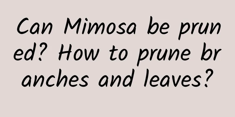 Can Mimosa be pruned? How to prune branches and leaves?
