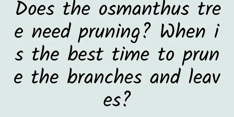 Does the osmanthus tree need pruning? When is the best time to prune the branches and leaves?