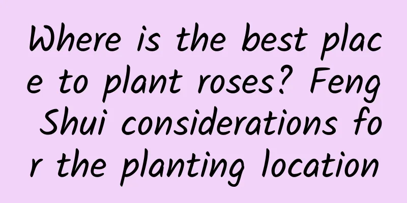 Where is the best place to plant roses? Feng Shui considerations for the planting location