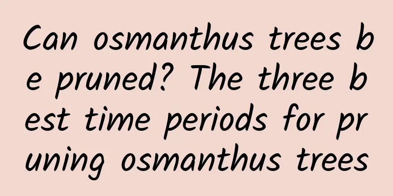 Can osmanthus trees be pruned? The three best time periods for pruning osmanthus trees